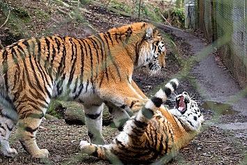 Amur Tiger