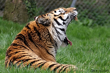 Amur Tiger