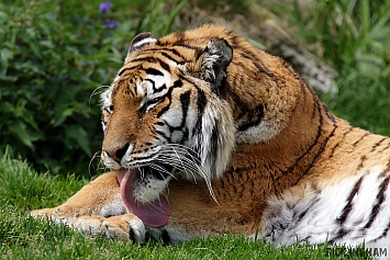 Amur Tiger