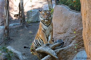 Malayan Tiger