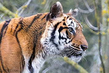 Bengal Tiger