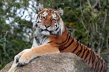 Amur Tiger