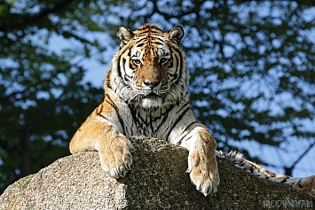 Amur Tiger