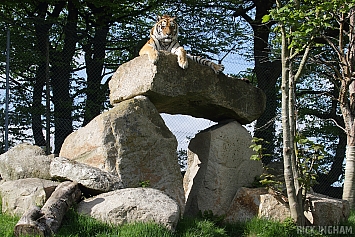 Amur Tiger