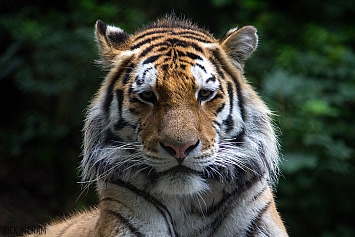 Amur Tiger