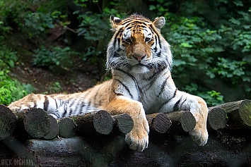 Amur Tiger