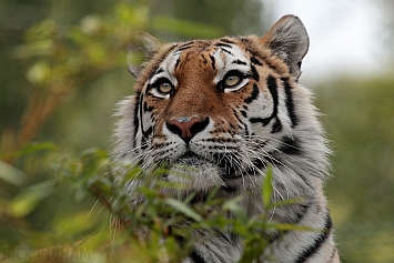 Siberian Tiger