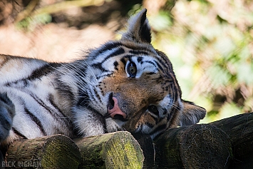 Amur Tiger