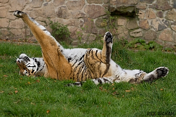 Amur Tiger