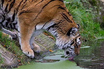 Amur Tiger