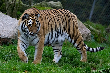 Amur Tiger