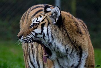 Amur Tiger