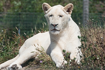 White Lion