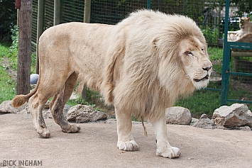 White Lion