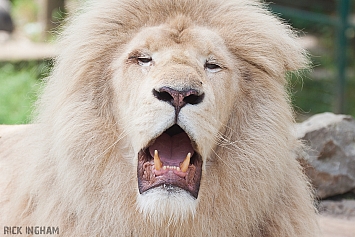 White Lion