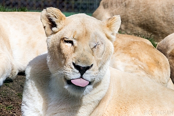 White Lion