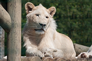 White Lion