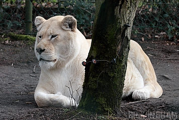 White Lion