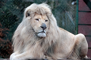 White Lion