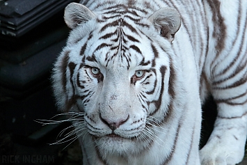 White Bengal Tiger