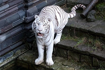 White Bengal Tiger