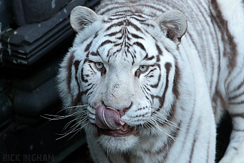 White Bengal Tiger