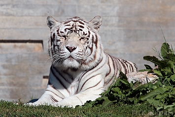 Bengal Tiger