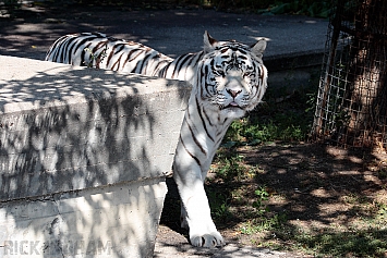 Bengal Tiger