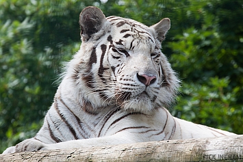 White Tiger