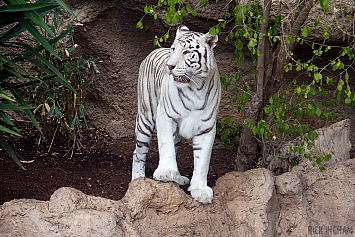 White Tiger