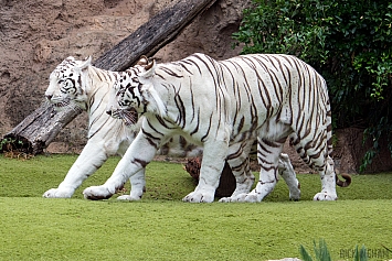 White Tiger