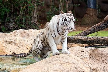 White Tiger