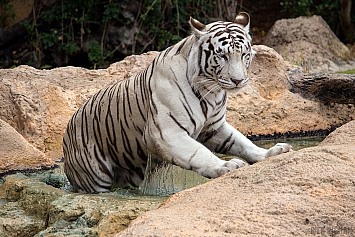 White Tiger