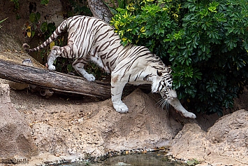 White Tiger