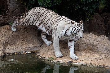 White Tiger