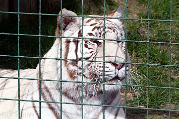 White Tiger