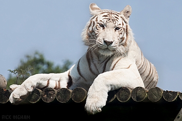 White Tiger