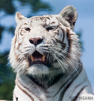 White Tiger