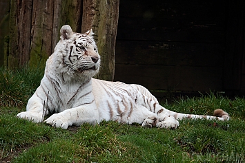 White Tiger