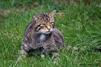 Scottish Wildcat