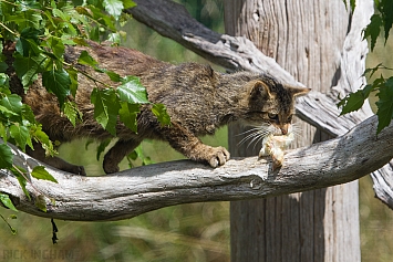 Scottish Wildcat