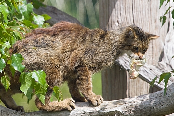 Scottish Wildcat