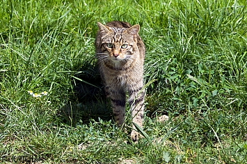 Scottish Wildcat