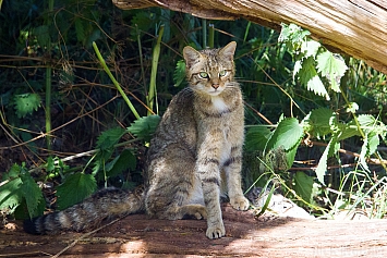 Scottish Wildcat