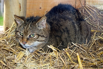 European Wildcat