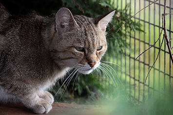 European Wildcat