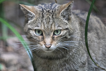 European Wildcat