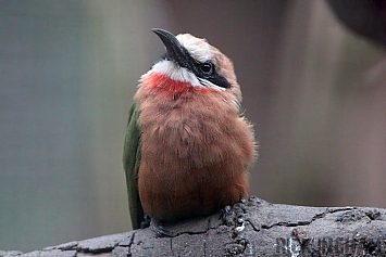 White Fronted Bee-eater