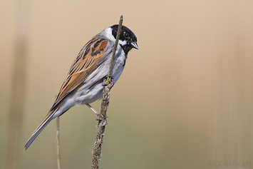Reed Bunting | Male