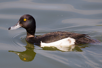 Tufted Duck | Male